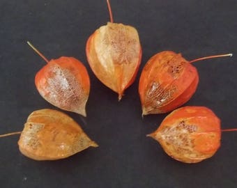 Five Dried Partially Skeletized Chinese Lantern Seed Pods from Physalis Alkekengi Plants, for Crafts and Arrangements