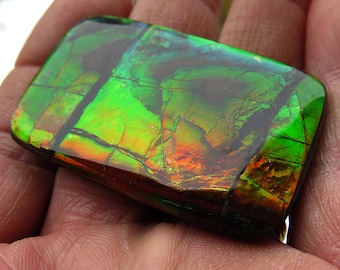 A large 2 inch across Wildly colorful Ammolite. Mined from the City of Lethbridge, Alberta, Canada. Bear Paw Deposit