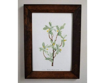 Framed Vintage 1950's Botanical Print