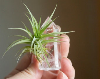 Air Plant With Crystal, Small Size, Treat Yourself, Boho Decor, Crystal Planter, Little Something, Gift For Friend