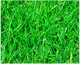 Green grass photo, nature photography, green nature wall art, grass print, green wall Decor, fine art print, home Decor print, lawn print