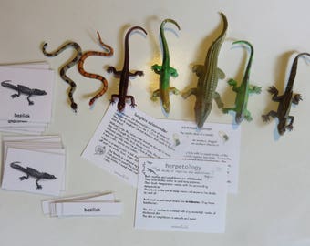 Models of 4 South American Lizards, 2 Snakes and a Crocodile with matching information cards