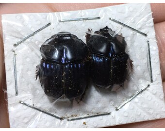 Phanaeus Batesi Scarab Dung Beetle Pair