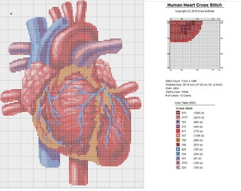 Human Heart X-Stitch Anatomical Detailed Realistic Cross Stitch Pattern