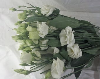 Fresh, Lisianthus, White, bulk, weddings, arrangements, bunch