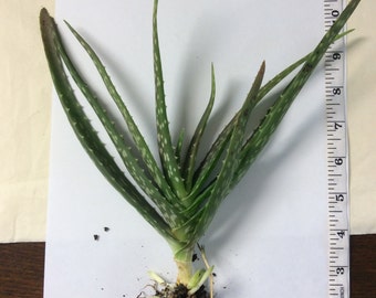 ALOE VERA Plant - home grown organic houseplant shipped from UK