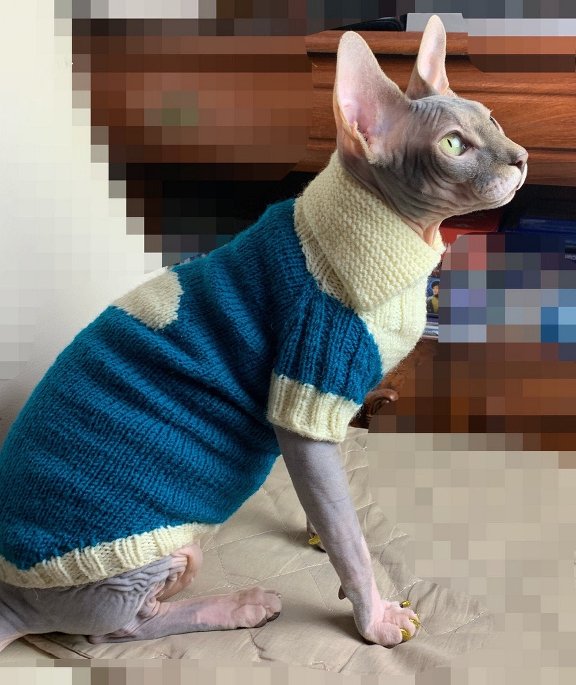 Кот в кофте. Свитер для кошки. Кот в свитере. Сфинкс в свитере. Кофты для сфинксов.