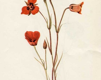 Vintage 1953 Red Mariposa Flower Botanical, Floral Print for Framing, American Wildflower