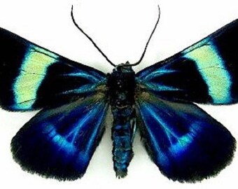 ONE real butterfly day flying moth blue green Milionia delicatula Indonesia