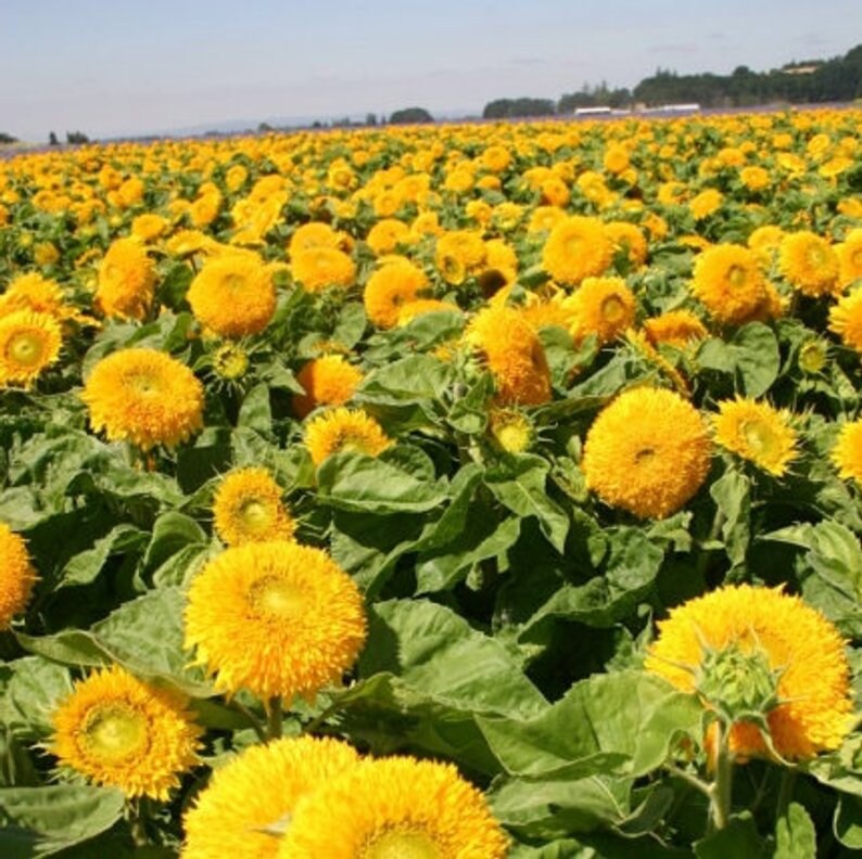 Подсолнух тедди беар. Подсолнечник медвежонок тедди. Подсолнечник 'медвежонок' (махровый, желтый) d11. Подсолнечник тедди беар. Подсолнух мишка.