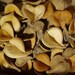 HEART PODS 24pc BASKETS gOURDS wREATHS Craft Dried Botanicals Potpourri
