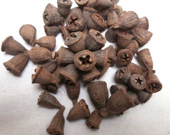 100g Eucalyptus Seed Pods, Conical Gum, Eucalyptus Bell Clusters Dried Natural Acorns, Tropical, Nuts, Bell shape pods