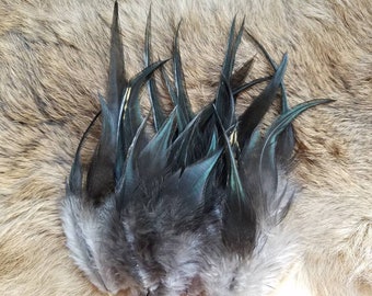 Natural Black/Bronze Rooster Saddle Feathers - Hand Selected - Lot of 50