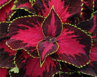 Coleus Seeds Sun Chocolate Covered Cherry 15 Pelleted Seeds