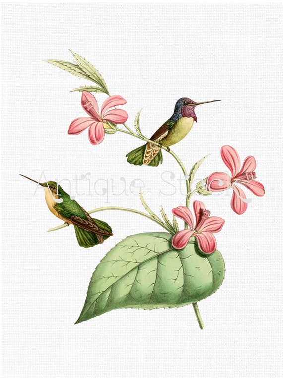 Birds Clip Art 'Costa's Hummingbird'