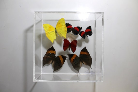 Full House II - One of a kind real butterfly panel