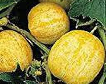 Cucs & Eggs Single seed pack