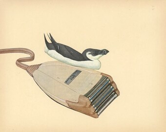 Razorbill. Original collage by Vivienne Strauss.