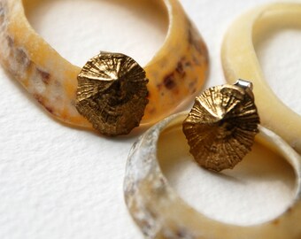 Small Limpet Stud Earrings