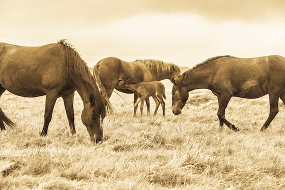 UNTITLED. Horse Print, Sepia Toned, Christchurch Picture, Dorset Print, Photographic Print, Limited Edition.