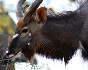 Animal of South Africa