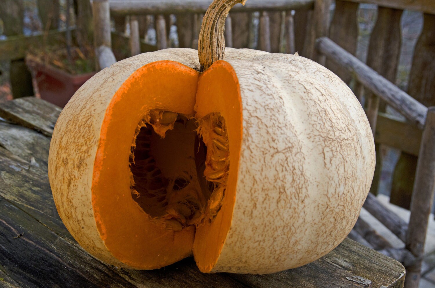 тыква cucurbita maxima. тыква по узбекски. штирийская тыква. булгур с тыквой. тыква с мясом в духовке.