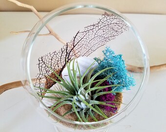 Air plant terrarium kit - gift - Glass terrarium - Footed glass terrarium - Sea fan - Sea shell - Holiday gift