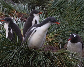 Gentoo Penguin Family- Chicks 4 weeks old