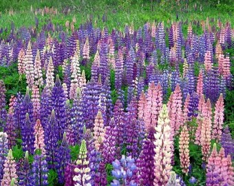 1,000-5,000 Wild MAINE Lupine Seed. Wild Perennial Lupine seed.
