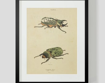 Beetles Insect Plate 12