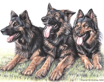 German Shepherd Dogs - Fine Art Print