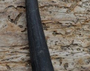 Single DUIKER HORN (not a replica )