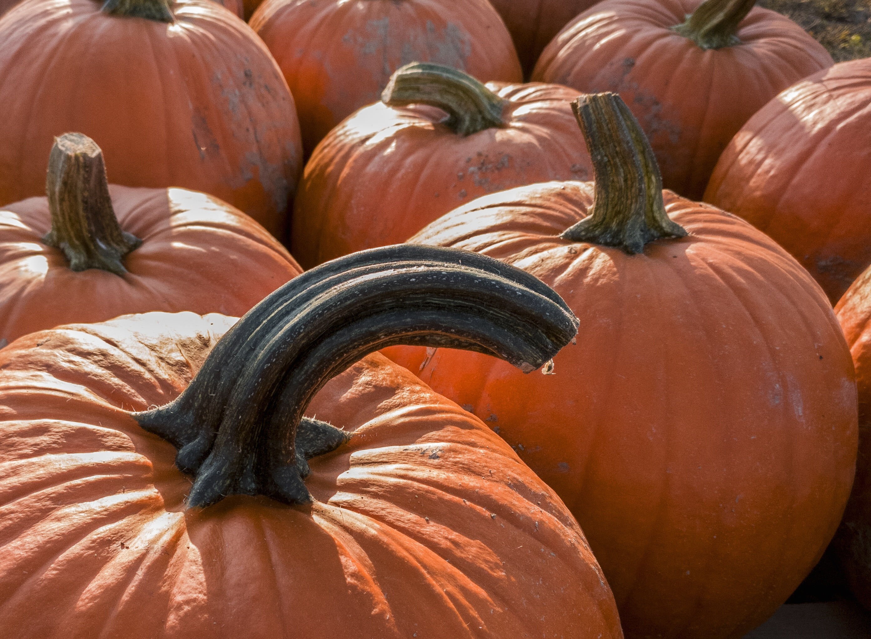 Тыква 10 10. Тыква 10 10. Тыква 10 10. Тыква тюрбан съедобная. 10 тыкв.