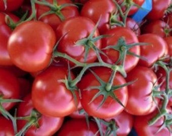 Tomato BETALUX seeds/20 seeds/very early variety tomato seeds/fresh best before 2019