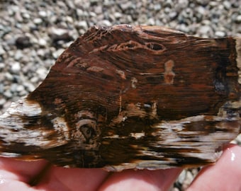 Petrified Wood Slab (80X45X4)