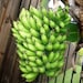 Banana Plants "Dwarf Cavendish" Includes Four (4) Plants