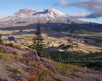 Mt. St. Helens Wildflowers, Pacific Northwest, Cascade Mountains, Volcano, Mt. St Helens, wall art, home decor.