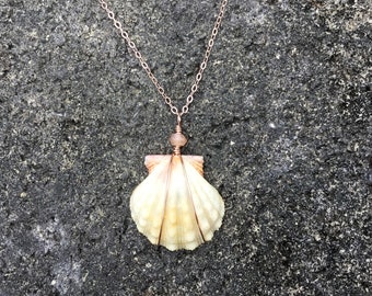 RARE ALBINO Hawaiian Sunrise Shell, Peach Moonstone, 14k Rose Gold Filled Chain Necklace