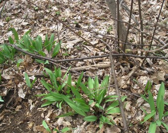 10 freshly Dug Leeks / Ramps / Allium Plant Flowering herb onion perennial from my Organic Farm free ship hardy transplant hardy roots fresh