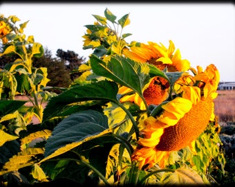Sunflowers in the Wind, photo on polished aluminum