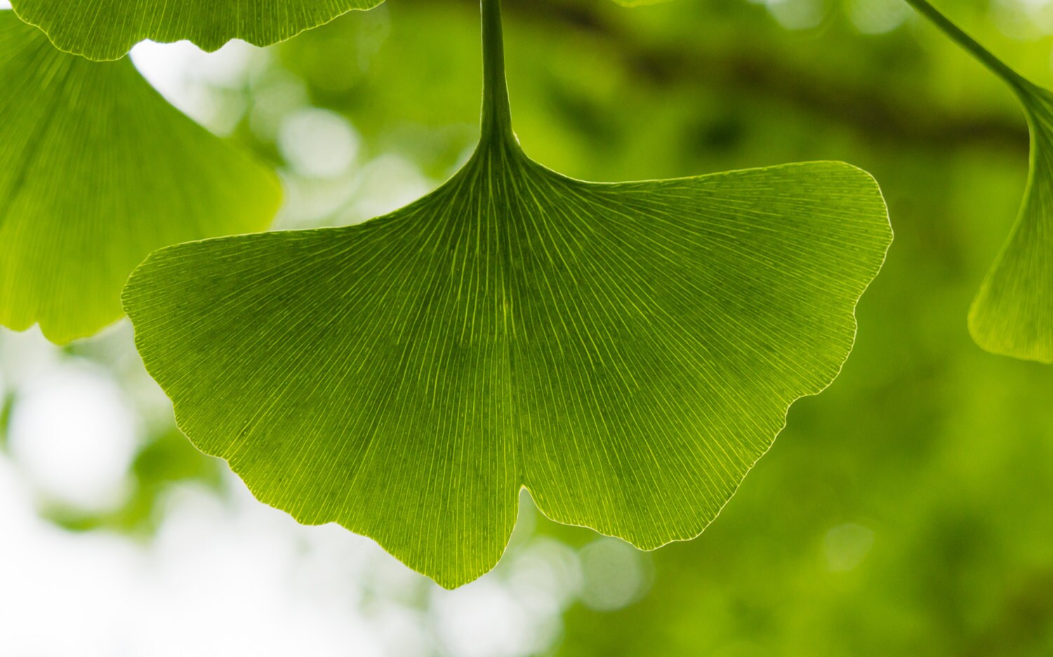 Ginkgo