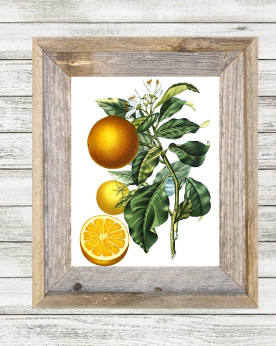 Vintage Orange Botanical Printable