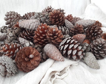 Real Natural Pine Cones, Knobcones, Juniper cones, Wedding decorations, DIY, Crafts, Design, Rustic, Dried Decor