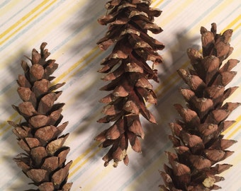 Stunning Brown County Indiana Pine Cones