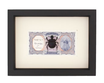 Real Scarab Beetle Framed with Egyptian Money Taxidermy Display