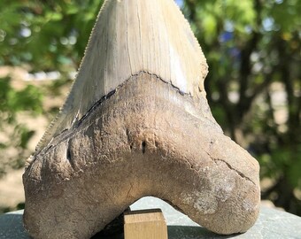 Carcharodon Megalodon Shark Tooth, Miocene, USA - FST050