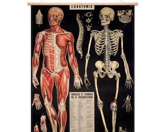 Vintage skeleton and anatomy curio poster chart