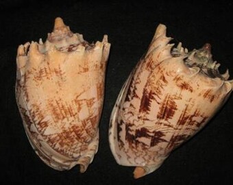Imperial Volute Seashell (EA)