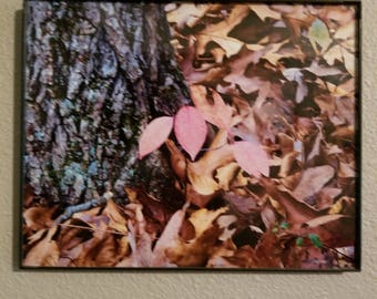 Autumn Red leaves