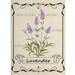 Digital Download Framed Lavender Herb Illustration Transfer Clip Art; 1065